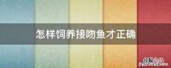 怎样饲养接吻鱼才正确