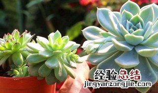 可爱的多肉植物怎么养 超可爱的多肉植物