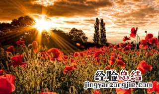 早晨问候经典短语语录 早晨问候经典短语