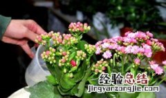 长寿花该怎么养活 长寿花该怎么养