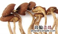 茶树菇保存方法 茶树菇保存时间