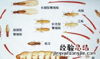 大水蚁飞进屋里怎么办 大水蚁飞进屋里解决方法