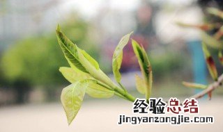 大树去顶后伤口如何处理 怎么样才能保证树不死