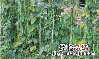 刀豆怎么种 刀豆什么时候播种最好