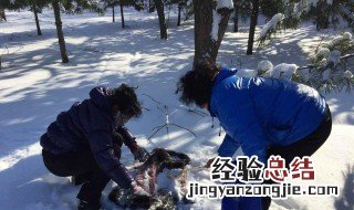 貂皮真的可以用雪洗吗 貂皮可以放在雪里洗洗吗