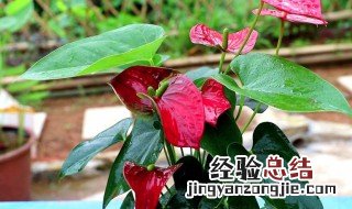 红掌怎么养才能开花不断呢 红掌怎么养才能开花不断