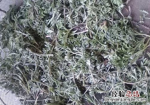 茵陈可以去小孩黄疸吗 去黄疸的用量