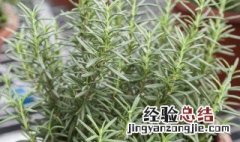 迷迭香怎么种才不会死 迷迭香种植注意事项