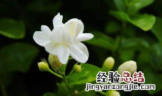 如何种植茉莉花 如何种植茉莉花种子