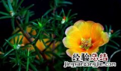 花菱草开花期 花菱草什么时候开花