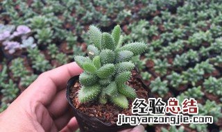 多肉植物雷童是怎么繁殖的