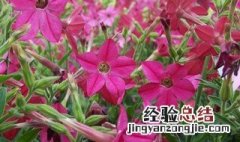 花烟草怎么种植视频 花烟草怎么种