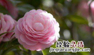 米兰花怎么养才能更旺盛 花怎么养才能更旺盛