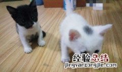 两个月的猫咪怎么喂养 需要怎么照顾猫咪