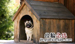 家里进狗是吉还是凶 家里进狗是吉还是凶呢