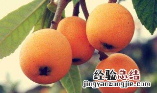 合川有哪些水果 合川有什么出名的水果