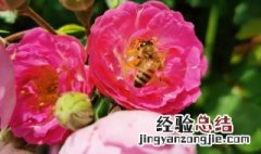 蔷薇花如何种植方法图片 蔷薇花如何种植方法