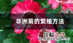 非洲菊怎么繁殖 非洲菊的繁殖方法