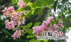 紫薇花怎么养殖方法 紫薇花应该怎么养殖