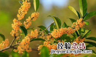 盆栽四季桂花叶尖有焦的是什么原因 四季桂花叶尖老是发焦怎么解决