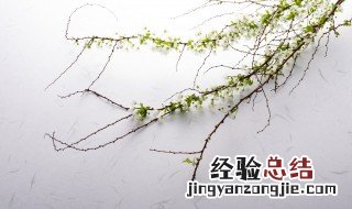 雪柳花怎么水养温度 雪柳花怎么水养