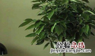 平安树怎么养才茂盛呢视频 平安树怎么养才茂盛呢