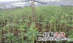 重楼种植技术 重楼种植技术及亩收益