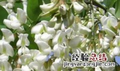 槐花怎么保存在冰箱 槐花保存在冰箱的方法