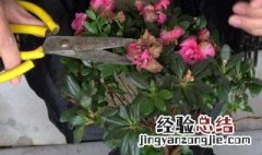 如何正确的给杜鹃花浇水 怎么给杜鹃花浇水