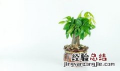 怎么样让发财树枝繁叶茂密 怎么样让发财树枝繁叶茂