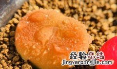 生石花毛汉尼怎么养 生石花毛汉尼需要修根吗