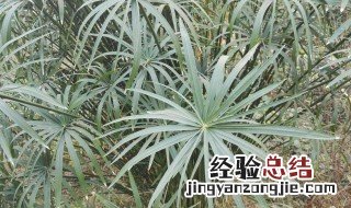 伞竹怎么养才长得旺 伞竹怎么养