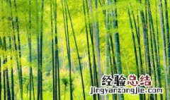 竹子的种植技巧和方法 竹子的种植技巧和方法图解