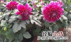 大理花怎样种植 大理花怎样种植视频