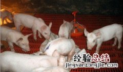 猪圈湿气重怎么处理 猪圈湿气重如何处理