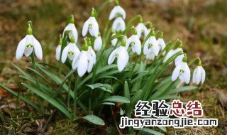 雪滴花的养殖方法 雪滴花的养殖方法视频