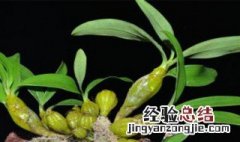 石斛枝上长芽怎么种植 石斛枝上长芽怎么种植方法