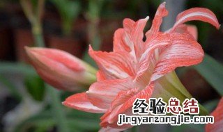 如意花怎么浇水 如意花怎么浇水好