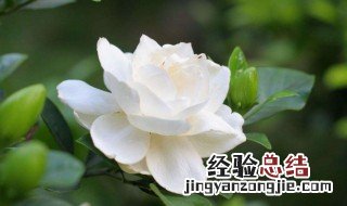 栀子花怎么养才长得快 栀子花怎么养才长得快呢