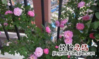 藤月养护 新手怎么养藤月