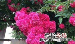 红木香花种植方法 红木香花怎么种植