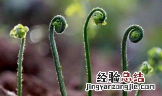 蕨菜怎么保存到下半年又新鲜 蕨菜怎么保存到下半年