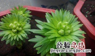 百合花球繁殖的小球怎么养护