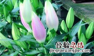 百合花怎么栽培第二次 百合花怎么栽培第二次种植