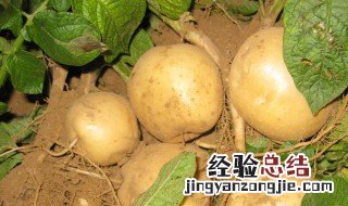 防止土豆生芽用什么办法 防土豆生芽的方法