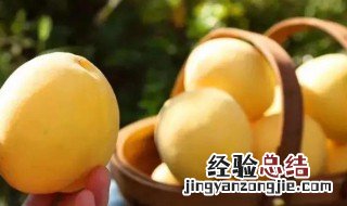黄桃怎么看是否成熟了图片 黄桃怎么看是否成熟了