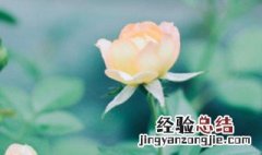 花坛如何种月季 花坛如何种月季花