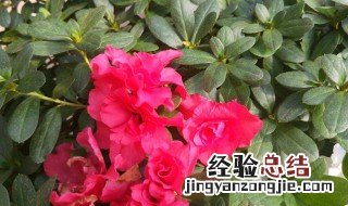 四季杜鹃花怎么浇水好 四季杜鹃花怎么浇水