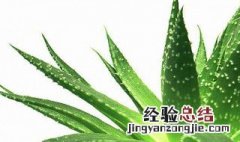 芦荟怎么处理才能吃 芦荟能吃的处理方法