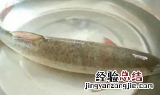 鱼怎么清洗 鱿鱼小管怎么清洗